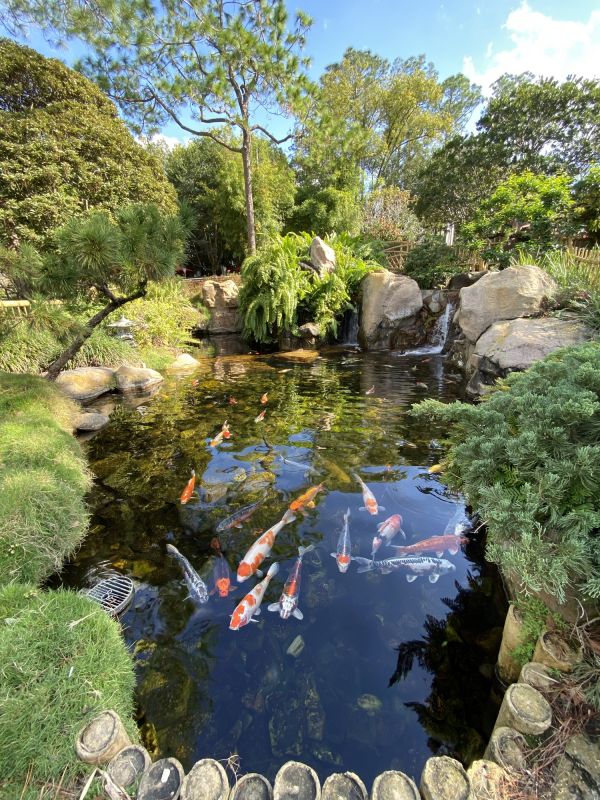 Koi Pond Construction